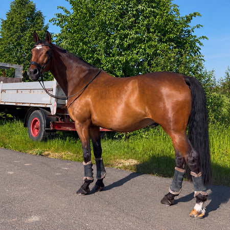 Kumpi, das braune Pferd, von der linken Seite im Freien.
